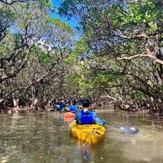 Forest in Black Current Mangrove Park