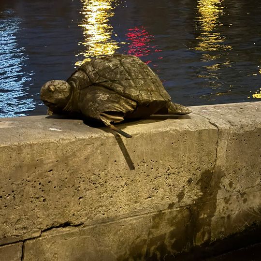 Turtle de Seine