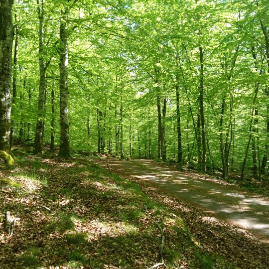 Lundsbo bokskog