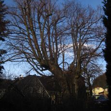 Světlá pod Ještědem - lípa Karoliny Světlé