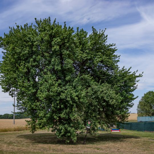 2 kusy hrušně obecné
