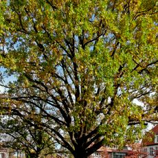 Stieleichen am Universitätsplatz