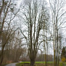 Kastanienbaum in Goldwörth