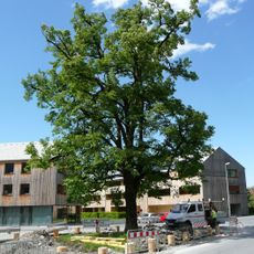 Lime tree (Tilia sp.)
