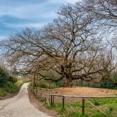 Oak of the Witches