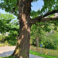 Quercus robur next to Fallen monument Golben