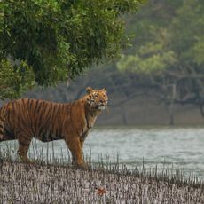 Nationaal park Sundarbans