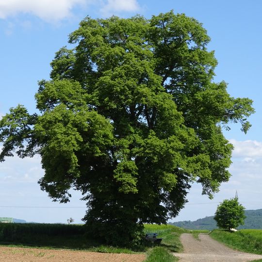 Linde von Mühlhausen