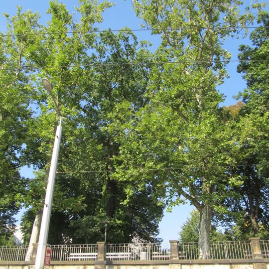 Alberteiche am Waldschlößchen