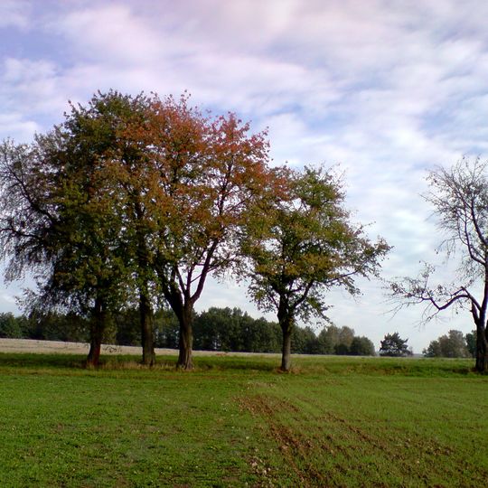 Stromořadí za Kostelní Radouní