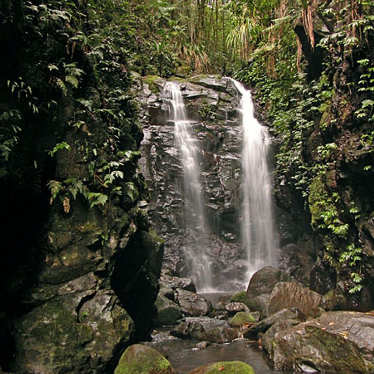 Lamington nasjonalpark