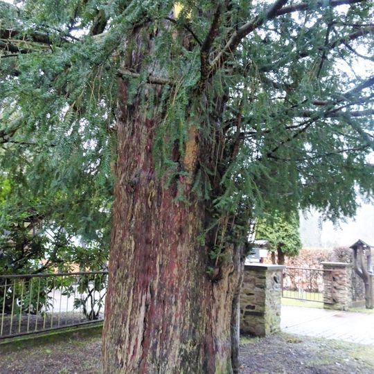 Taxus near Gabler Straße 9