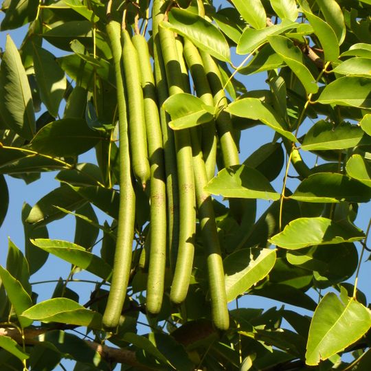 Palma Sola Botanical Park