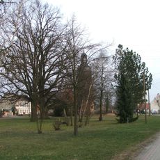 Naturdenkmal  Stieleiche auf dem Dorfanger; Flur 2; Flurstück 490/219 in Langennaundorf