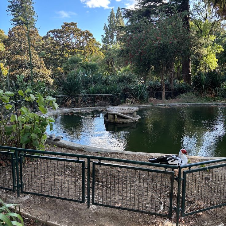 Turtle pond