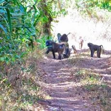 Ruvubu National Park