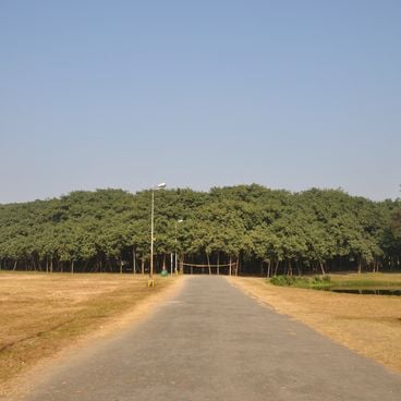 Notable trees from different continents
