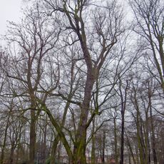 Stříbrný javor v Husových sadech