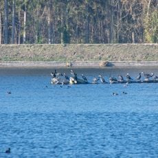 Vogelfreistätte Feldheimer Stausee
