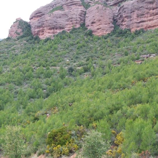 Bosc de Can Quintanes