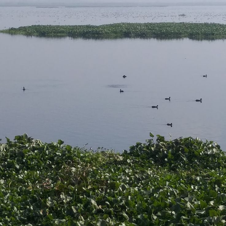 Harike Bird sanctuary