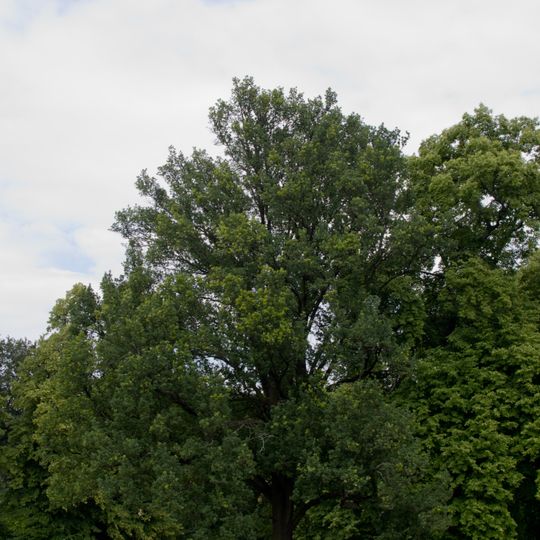 Mehrstämmige Stiel-Eiche Schlosspark Ruhwald