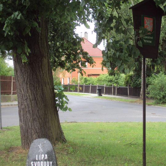 Lípa svobody v České Lípě