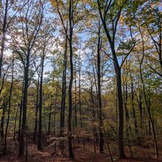 Forêt de Compiègne