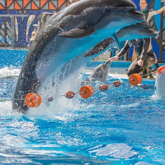 Delfinarium