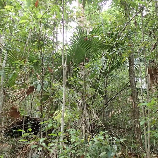 Eudlo Creek National Park