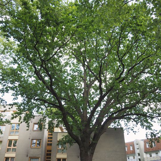 Stiel-Eiche Morgensternstraße 14-15