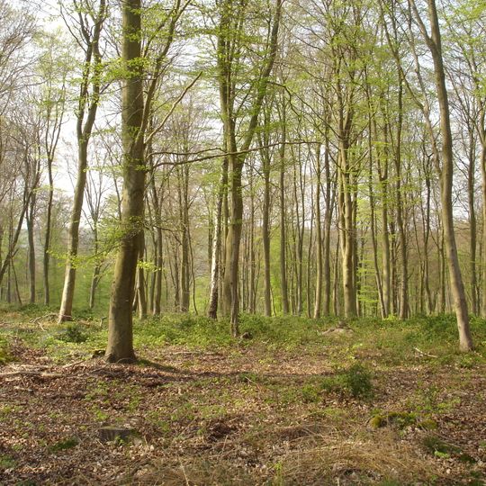 Forêt de Roumare