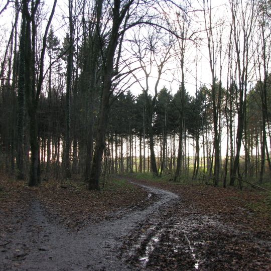 LSG-Werler Wald