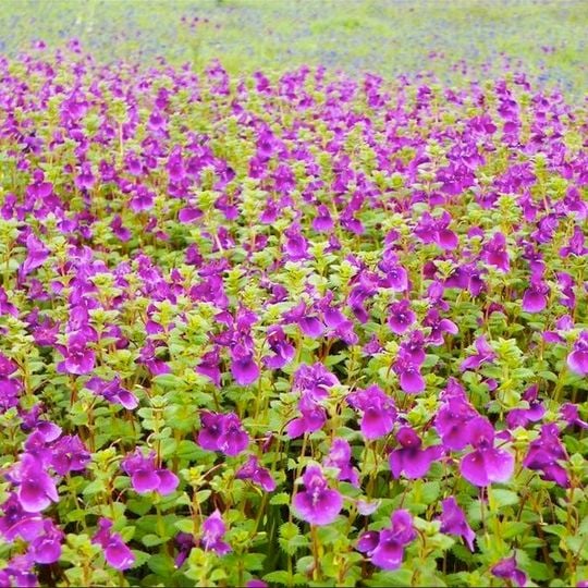 Kaas Plateau