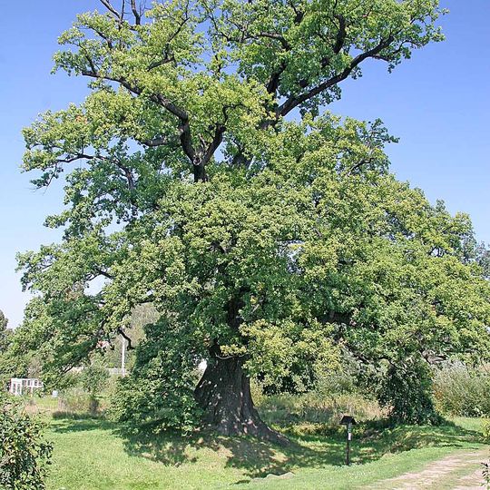 Dub u Lukavické tvrze