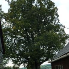 Kobza lime tree in Francova Lhota