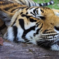 Tiger Kingdom Phuket