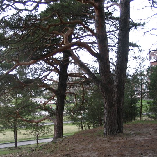 Park of Sheremetev Castle, Yurino