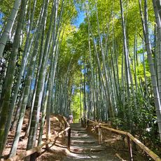 Kōdai-ji Bamboo Forest