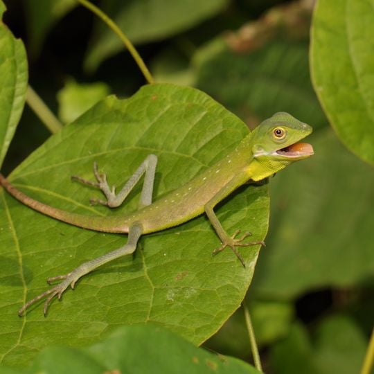 Khlong Saeng Wildlife Sanctuary