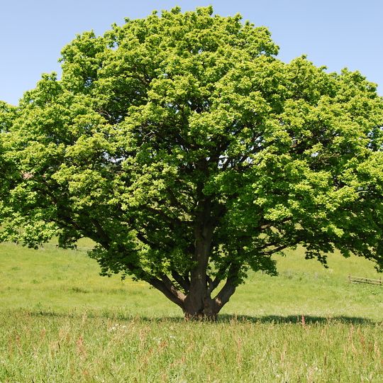 Naturdenkmal Freistand-Eiche