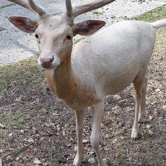 Wildgehege Stannewisch