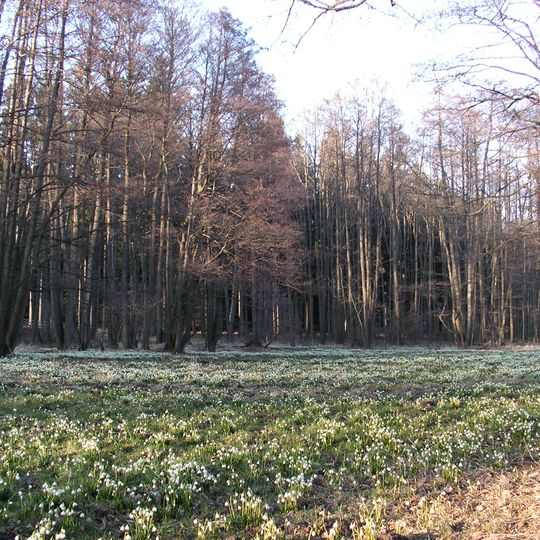 Hroznětínská louka a olšina