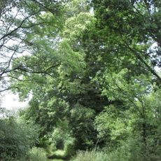 Kvášňovická lípa