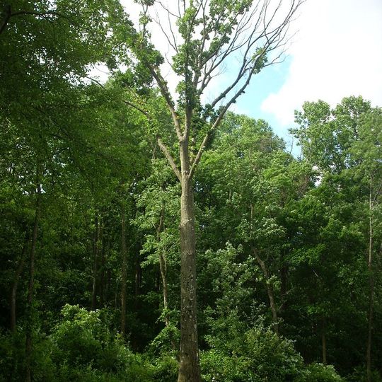 Boyd Big Tree Preserve Conservation Area