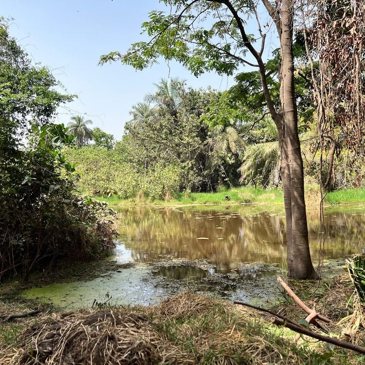 Abuko Nature Reserve