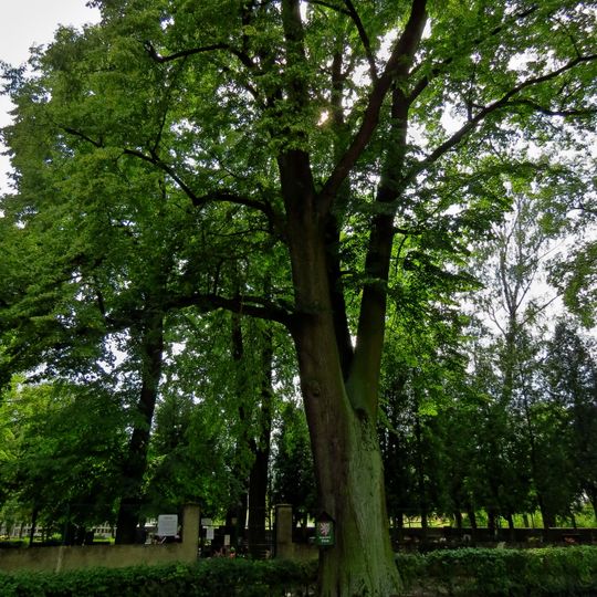 Lípa ve vstupním prostoru hřbitova v Opočně