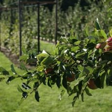 Complex Sint-Adelbertabdij: moestuin