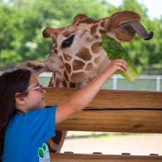 Lincoln Children's Zoo