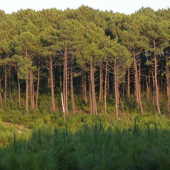 Landes forest